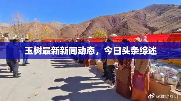 玉树最新新闻动态，今日头条综述
