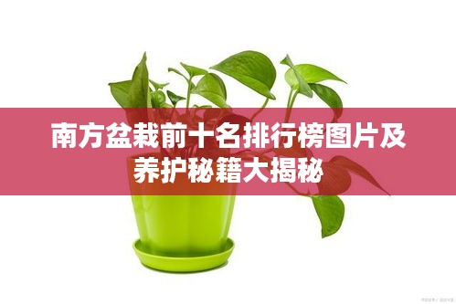 南方盆栽前十名排行榜图片及养护秘籍大揭秘