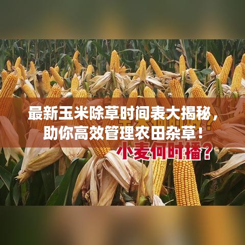 最新玉米除草时间表大揭秘，助你高效管理农田杂草！