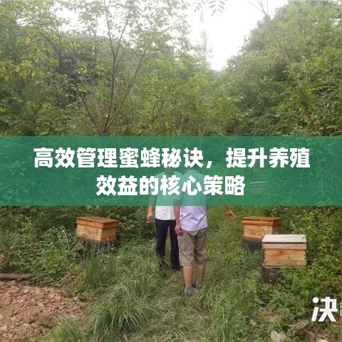 高效管理蜜蜂秘诀，提升养殖效益的核心策略