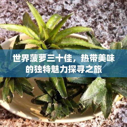 世界菠萝三十佳，热带美味的独特魅力探寻之旅