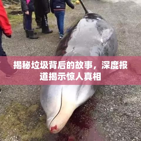 揭秘垃圾背后的故事，深度报道揭示惊人真相