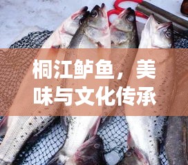 桐江鲈鱼，美味与文化传承的双重享受