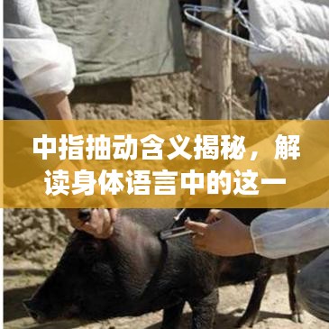 中指抽动含义揭秘，解读身体语言中的这一微妙信号