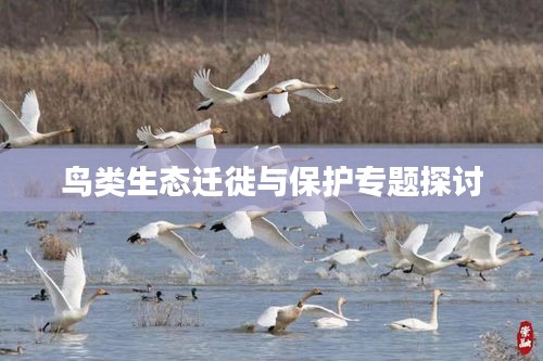 鸟类生态迁徙与保护专题探讨