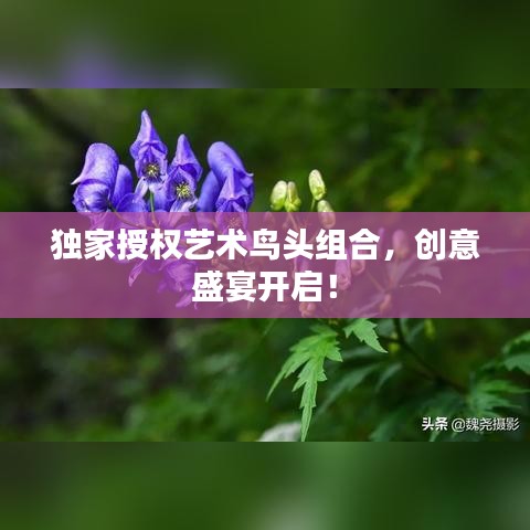 独家授权艺术鸟头组合，创意盛宴开启！