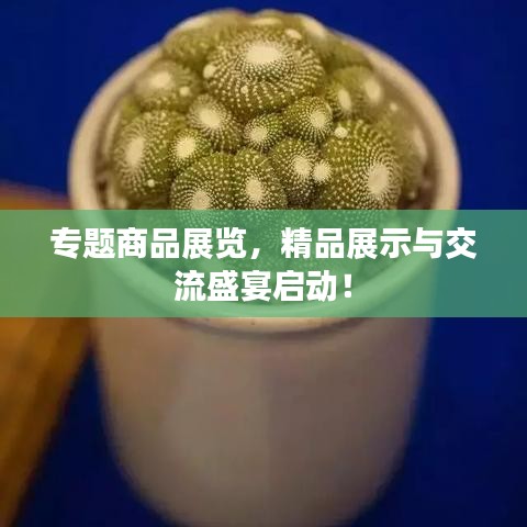 专题商品展览，精品展示与交流盛宴启动！