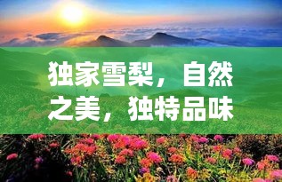 独家雪梨，自然之美，独特品味，一次领略不够的味蕾之旅