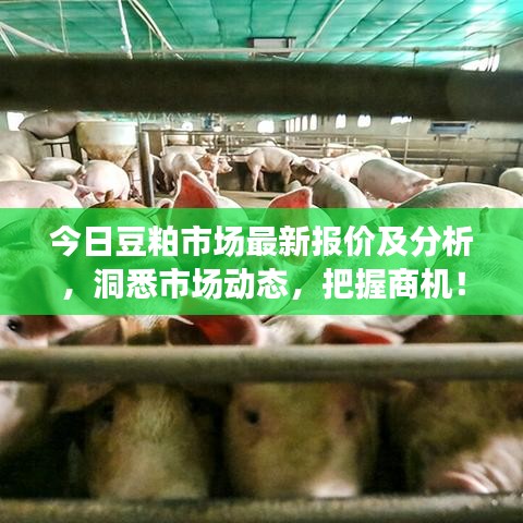 今日豆粕市场最新报价及分析，洞悉市场动态，把握商机！