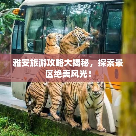 雅安旅游攻略大揭秘，探索景区绝美风光！