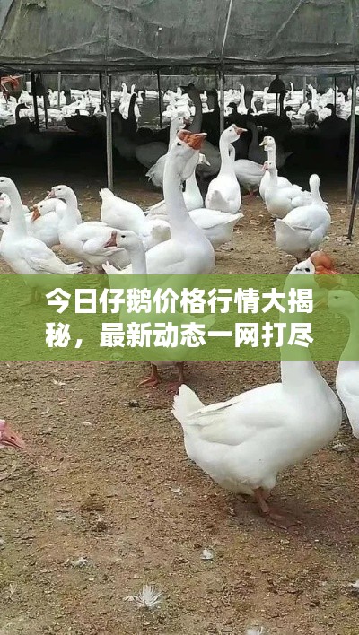 今日仔鹅价格行情大揭秘，最新动态一网打尽
