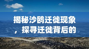 揭秘沙鸥迁徙现象，探寻迁徙背后的神秘原因