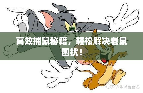 高效捕鼠秘籍，轻松解决老鼠困扰！