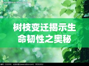 树枝变迁揭示生命韧性之奥秘