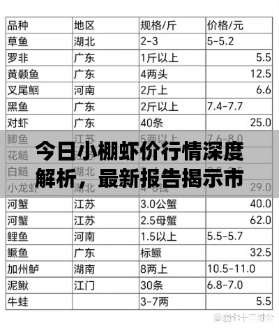 今日小棚虾价行情深度解析，最新报告揭示市场走势