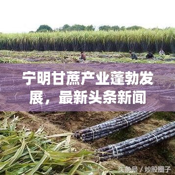 宁明甘蔗产业蓬勃发展，最新头条新闻