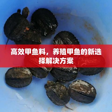 高效甲鱼料，养殖甲鱼的新选择解决方案