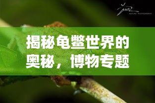 揭秘龟鳖世界的奥秘，博物专题探索之旅