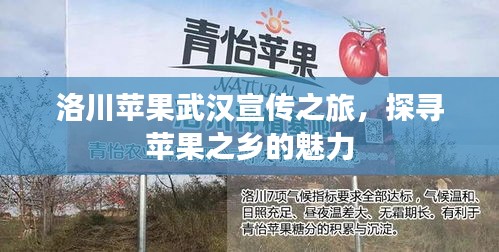 洛川苹果武汉宣传之旅，探寻苹果之乡的魅力