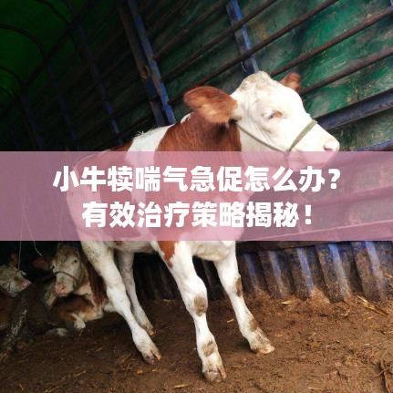 小牛犊喘气急促怎么办？有效治疗策略揭秘！