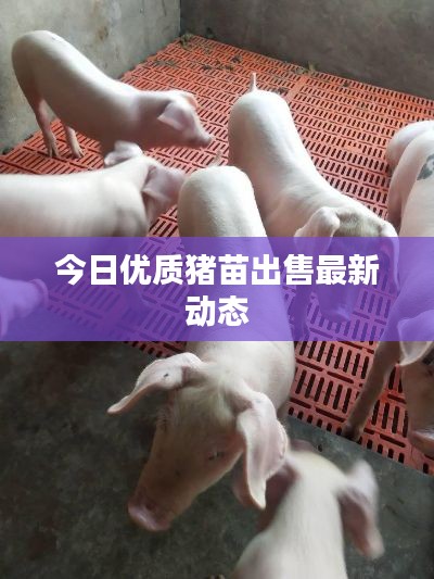 今日优质猪苗出售最新动态