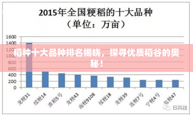 稻种十大品种排名揭晓，探寻优质稻谷的奥秘！