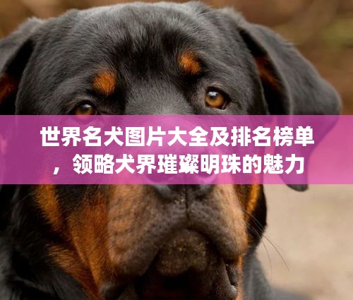 世界名犬图片大全及排名榜单，领略犬界璀璨明珠的魅力