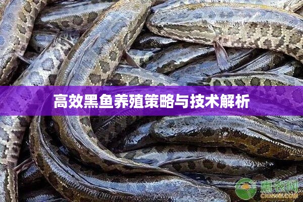 高效黑鱼养殖策略与技术解析