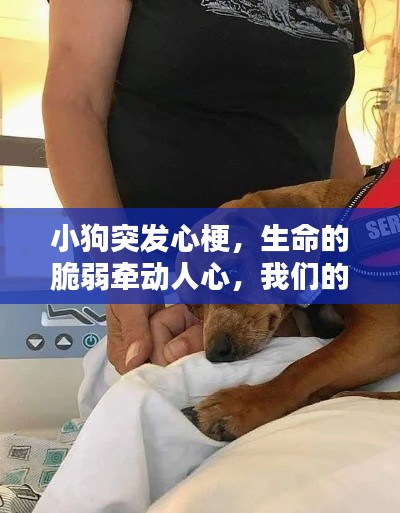 小狗突发心梗，生命的脆弱牵动人心，我们的责任重于泰山