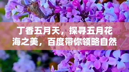 丁香五月天，探寻五月花海之美，百度带你领略自然韵味