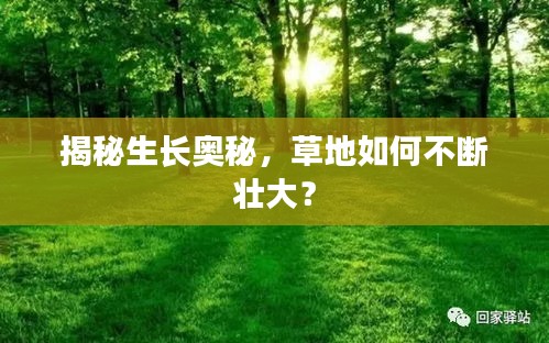 揭秘生长奥秘，草地如何不断壮大？