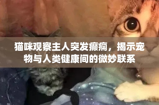 猫咪观察主人突发癫痫，揭示宠物与人类健康间的微妙联系