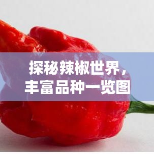 探秘辣椒世界，丰富品种一览图