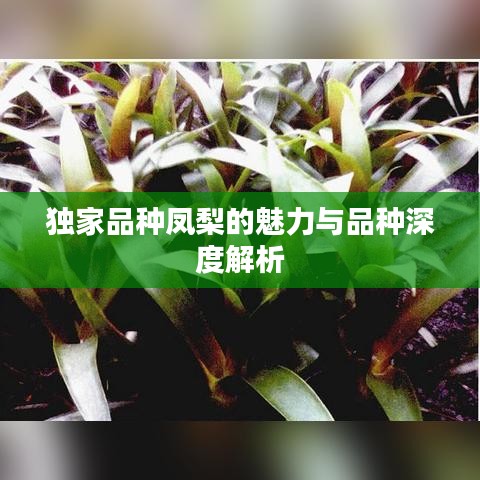 独家品种凤梨的魅力与品种深度解析