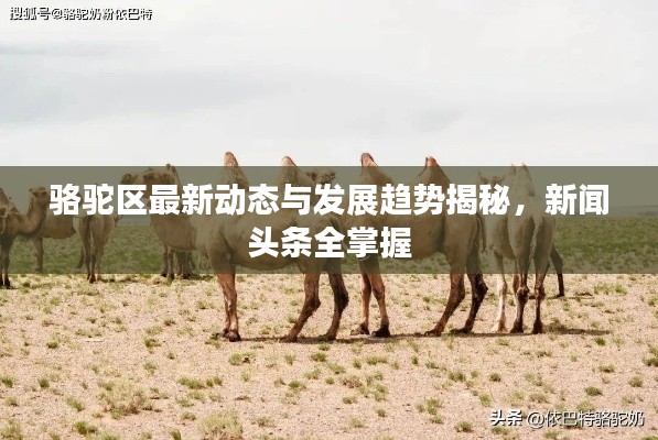 骆驼区最新动态与发展趋势揭秘，新闻头条全掌握
