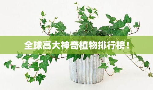 全球高大神奇植物排行榜！