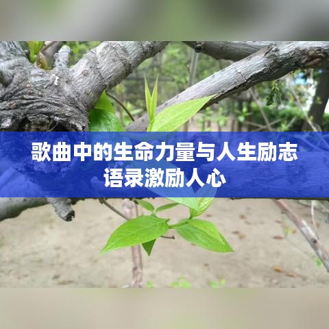 歌曲中的生命力量与人生励志语录激励人心